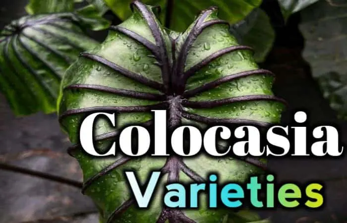 19 amazing Colocasia Varieties with pictures {Rare varieties}