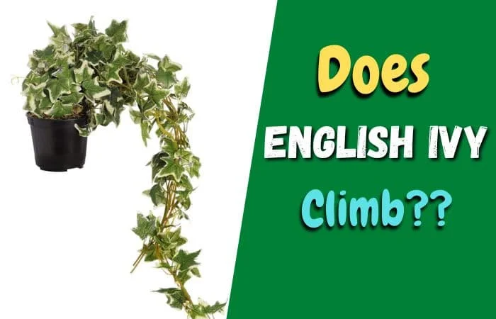 Does english ivy climb? [If YES then HOW!]