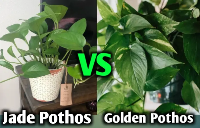 Jade Pothos vs Golden Pothos (Differences & Similarities)