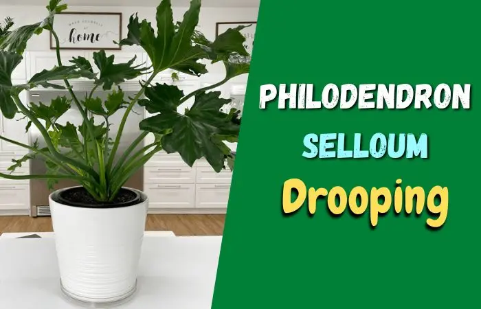 Why is my Philodendron Selloum drooping? [!solved]