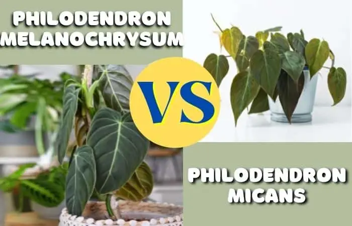 Philodendron Melanochrysum Vs Micans [Identified!!]