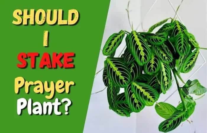 Should I Stake my Prayer Plant? [!explained]