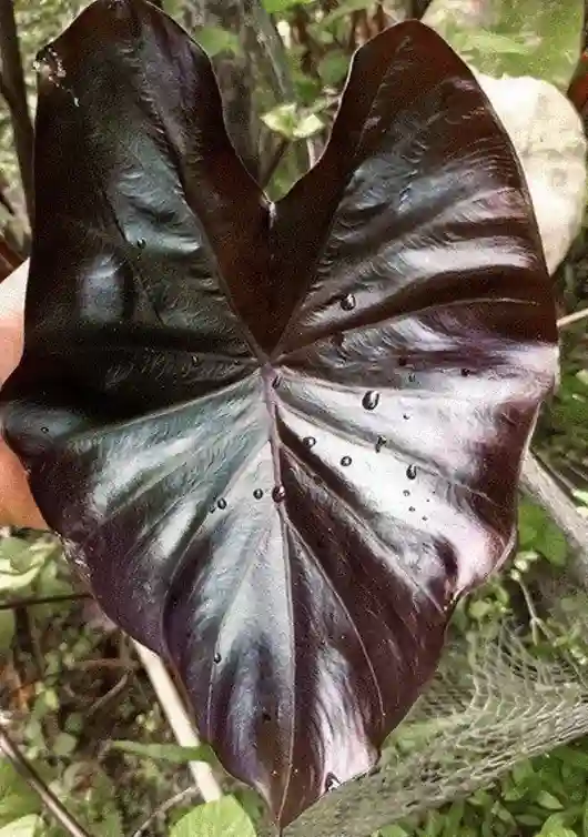 Black coral leaf