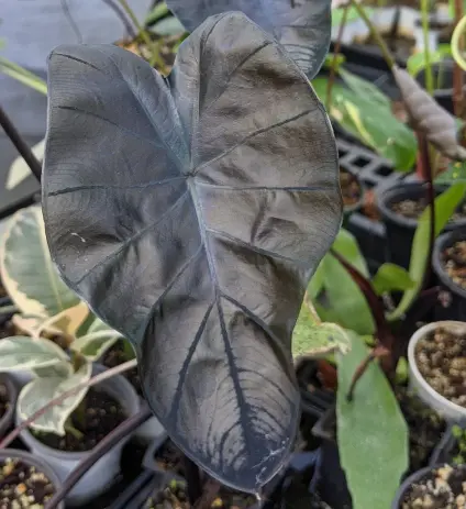 Black magic leaf
