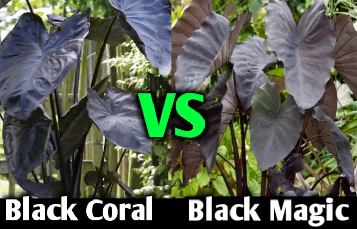 Colocasia black coral vs black magic