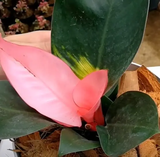 Philodendron pink congo