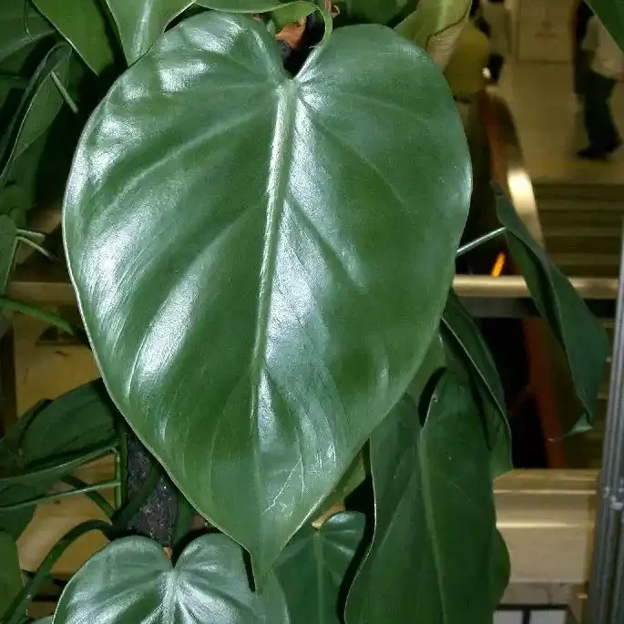 Hederaceum leaf