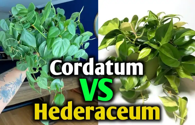 Philodendron Cordatum vs Hederoceum