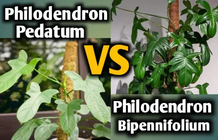 Philodendron pedatum vs bippenifolium