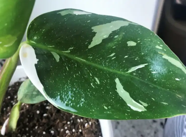 White princess leaf